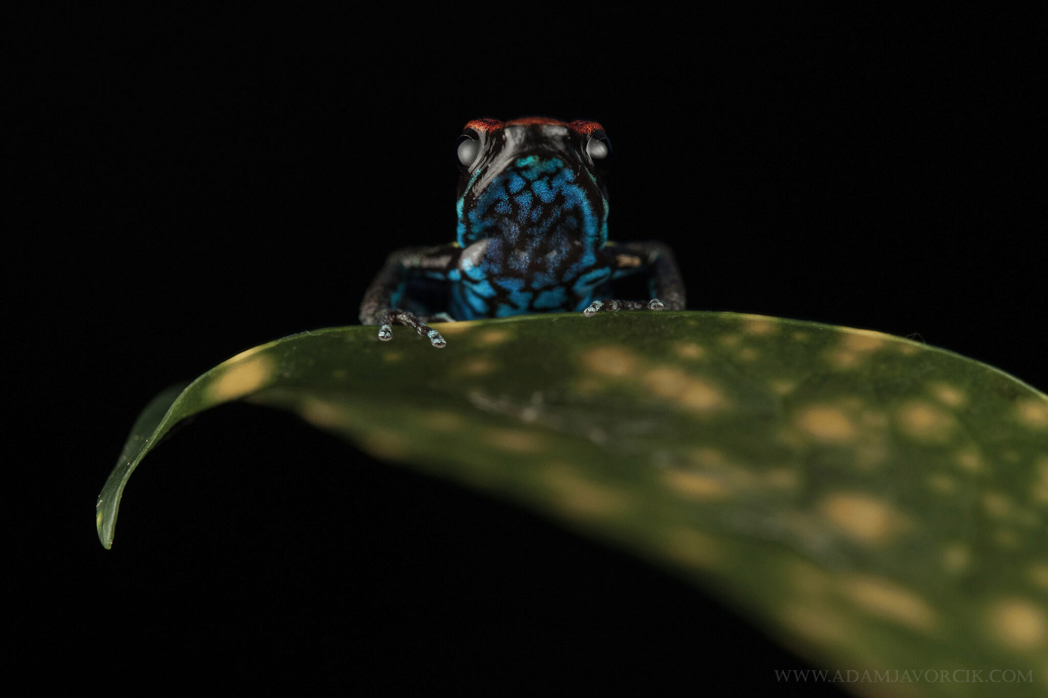 Ameerega bilinguis (Rio Napo, Amazonia, Ecuador)