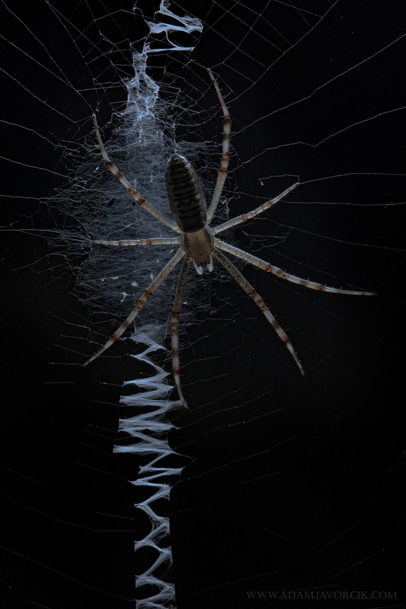 Argiope bruennichi (Thrace, Australia)