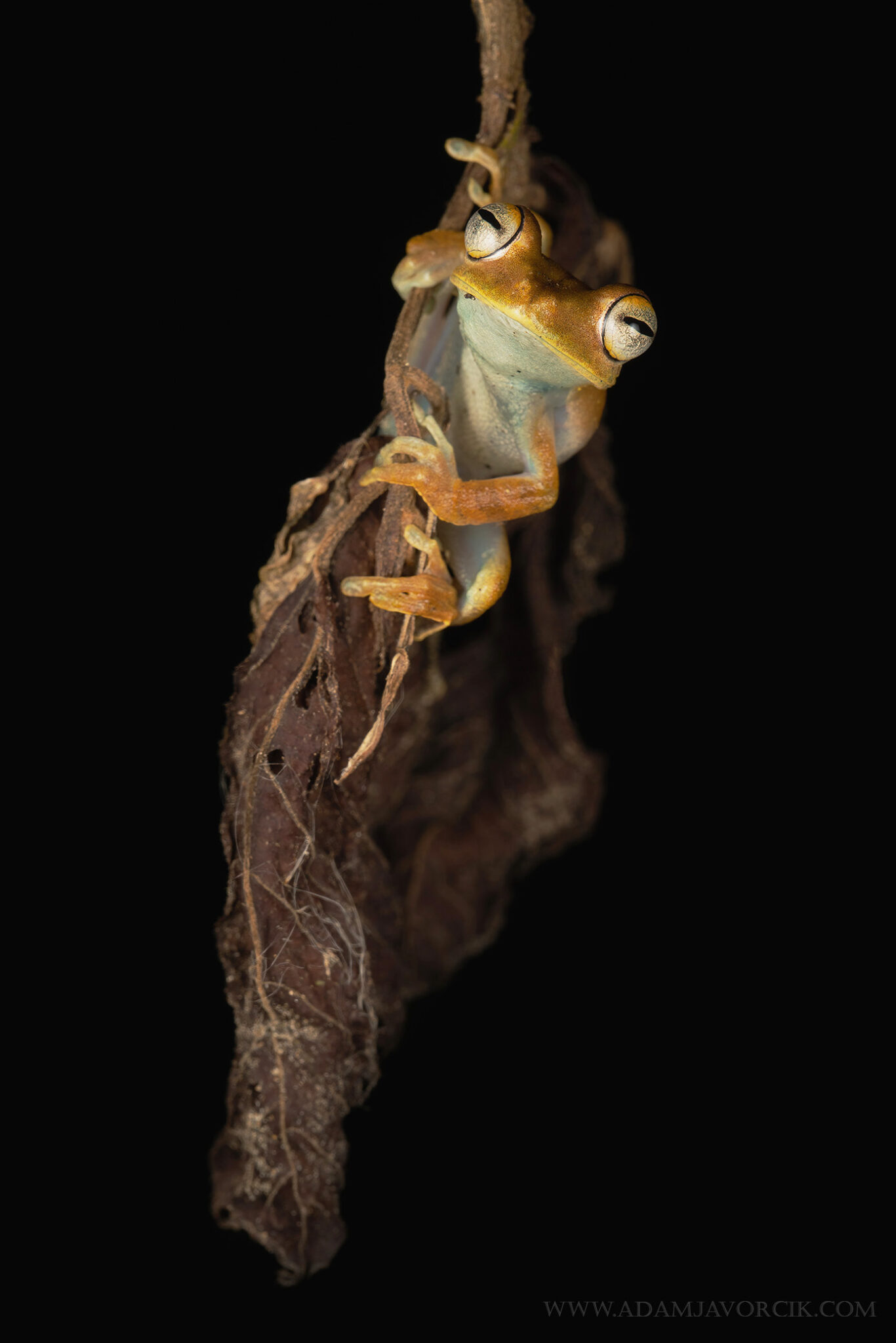 Boana calcarata (Rio Napo, Amazonia, Ecuador)