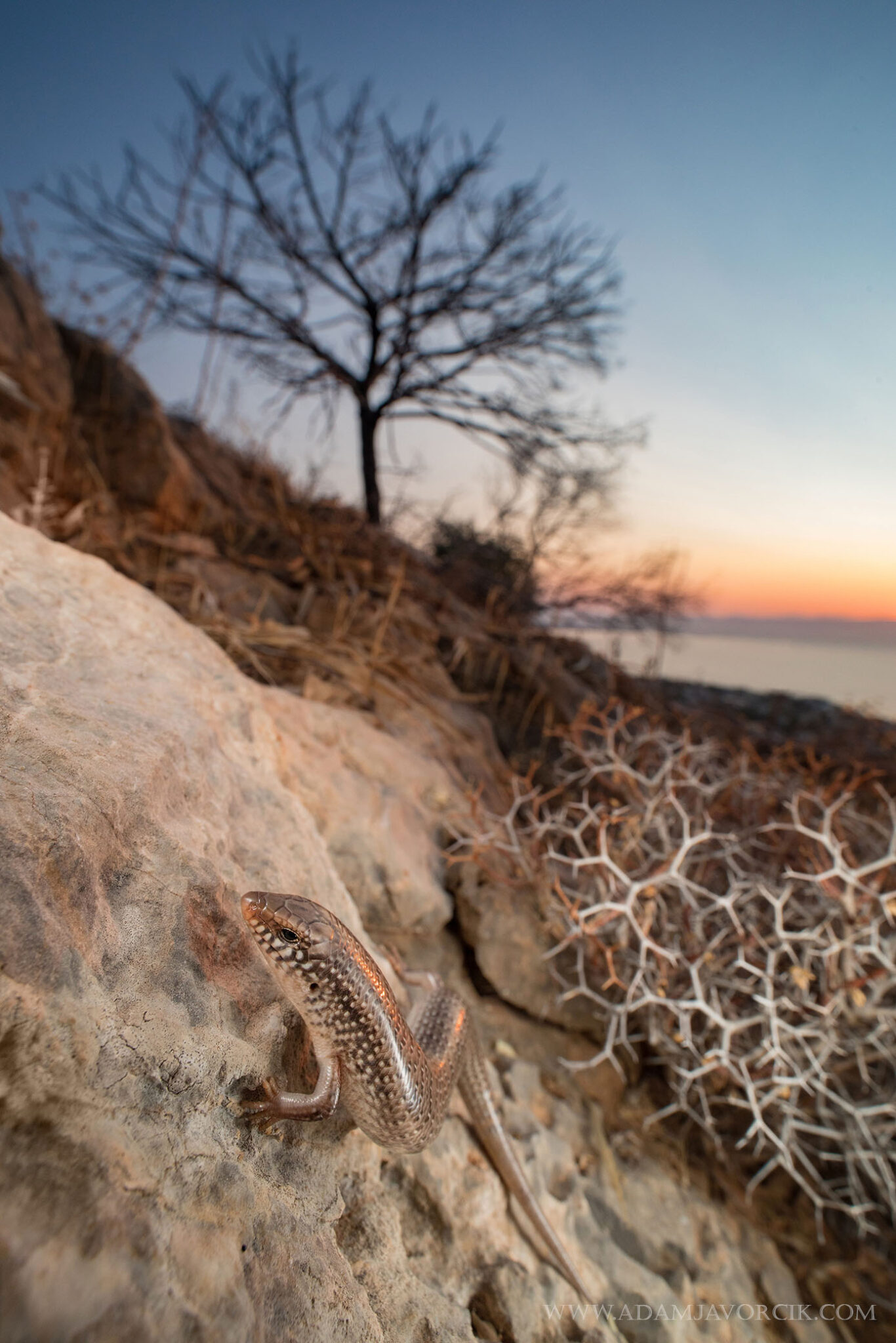 Chalcides ocellatus (Artemida, Greece)