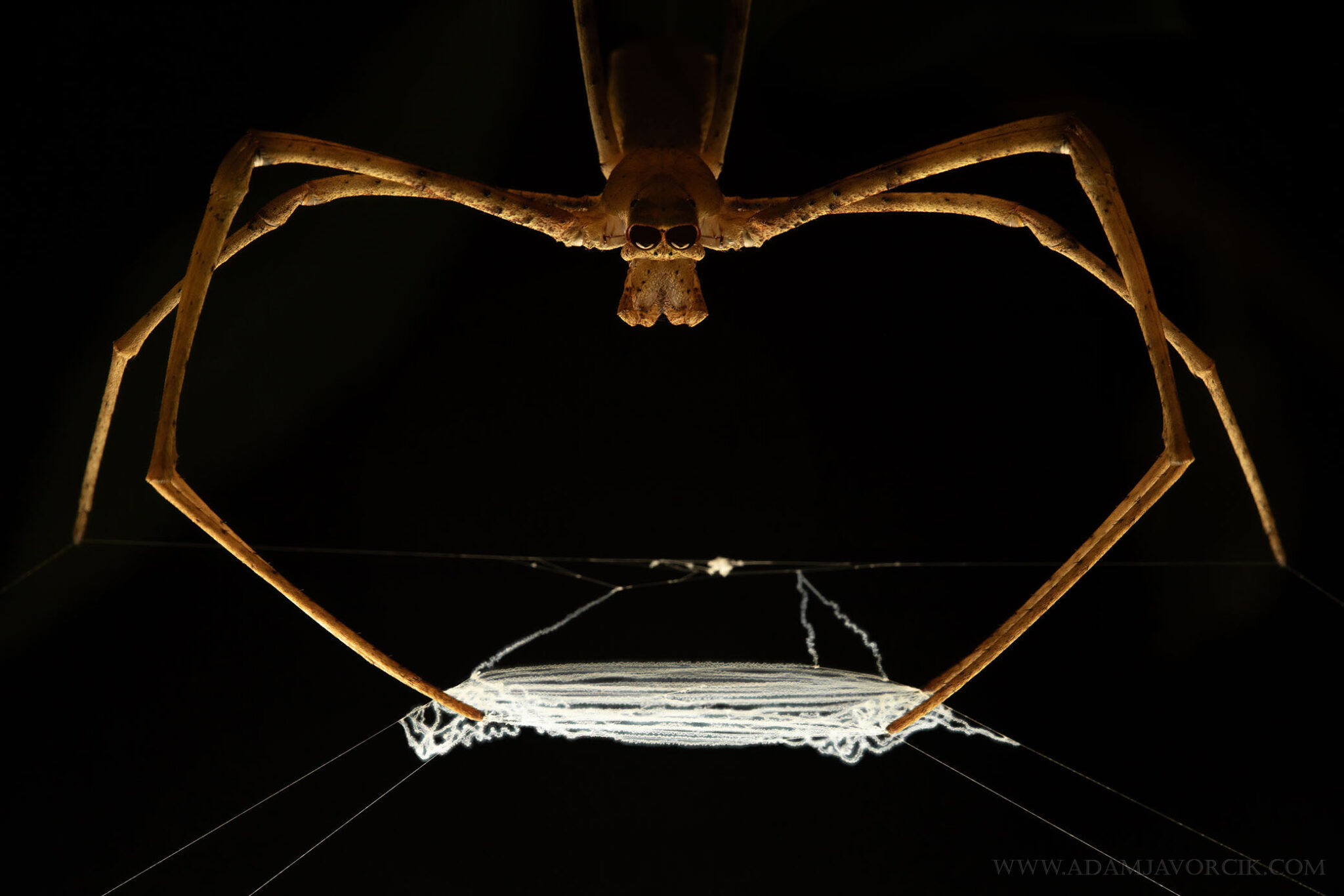 Symmetry of lurking, Deinopis sp. (Kuku-yalanji, Australia)