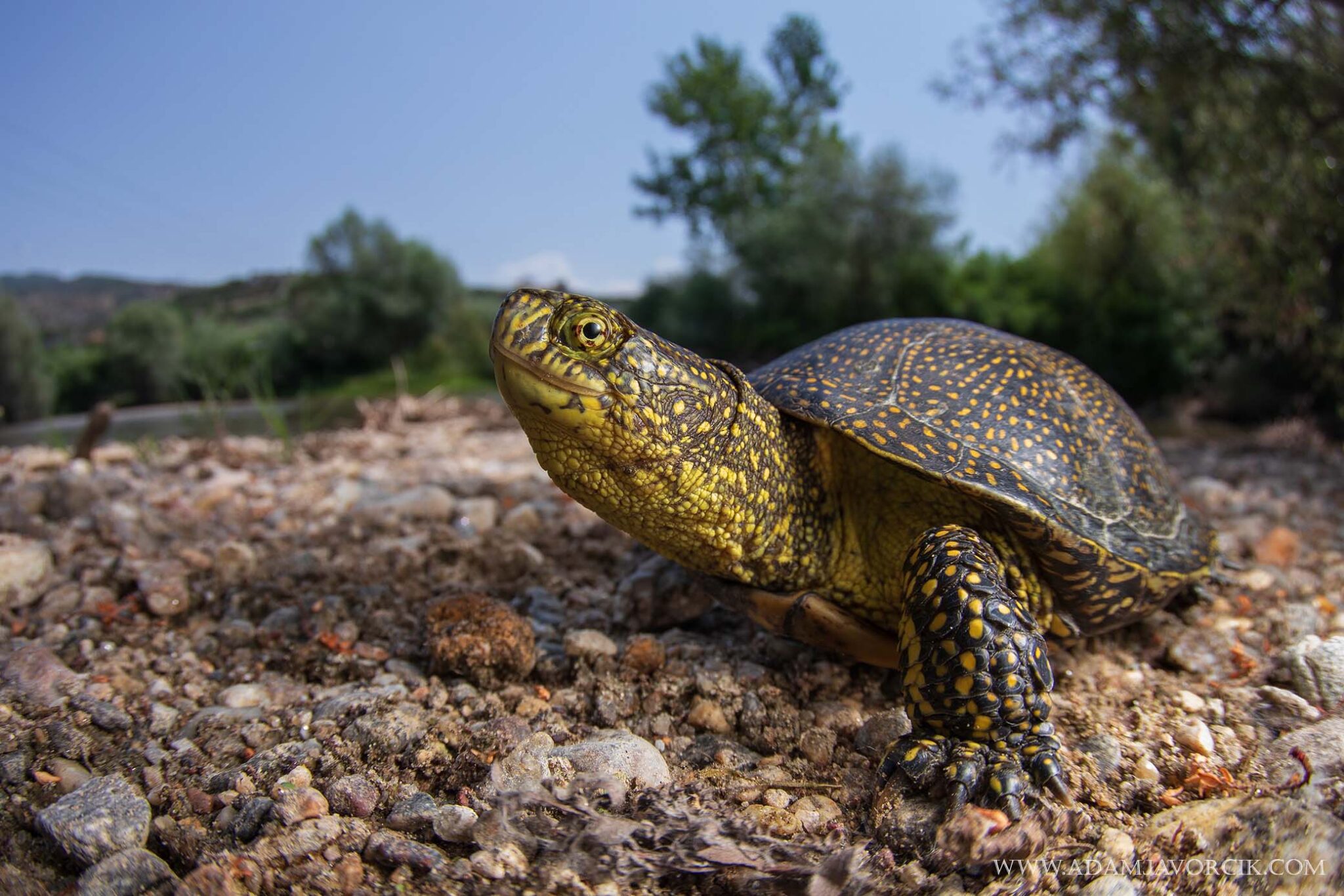 Emys orbicularis (Thrace, Greece)