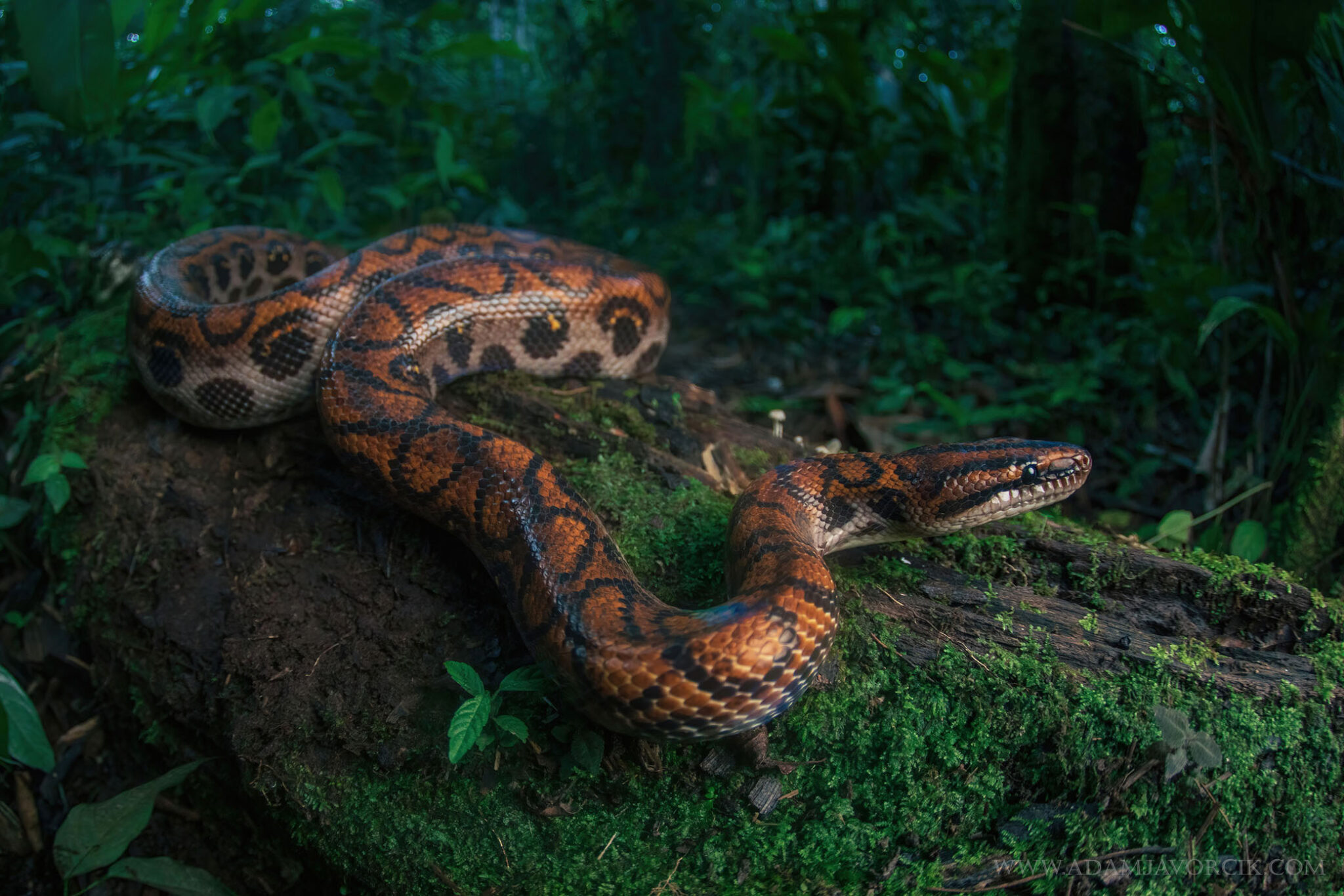 Epicrates cenchria (Rio Napo, Amazonia, Ecuador)