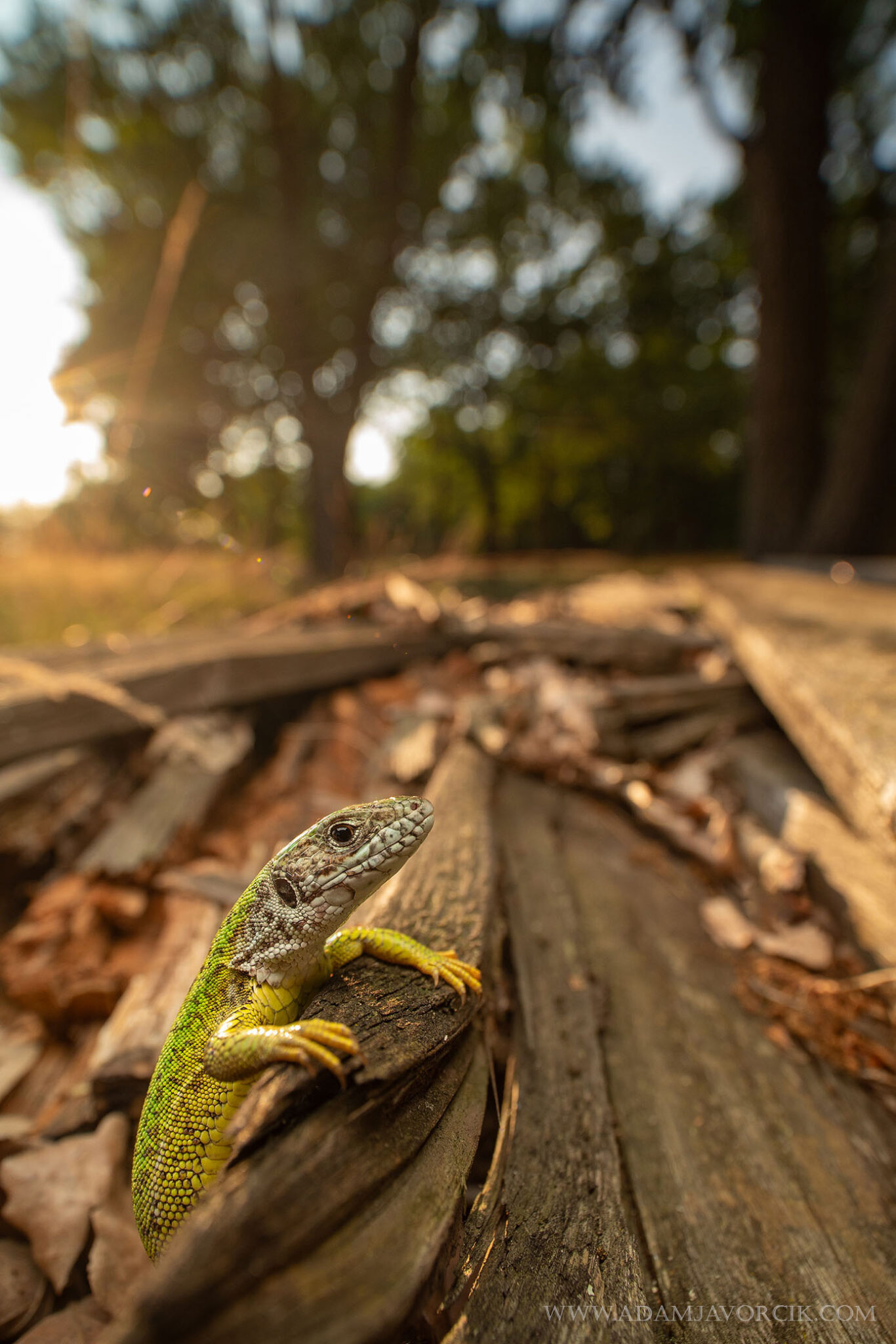 Lacerta viridis (Záhorie, Slovakia)