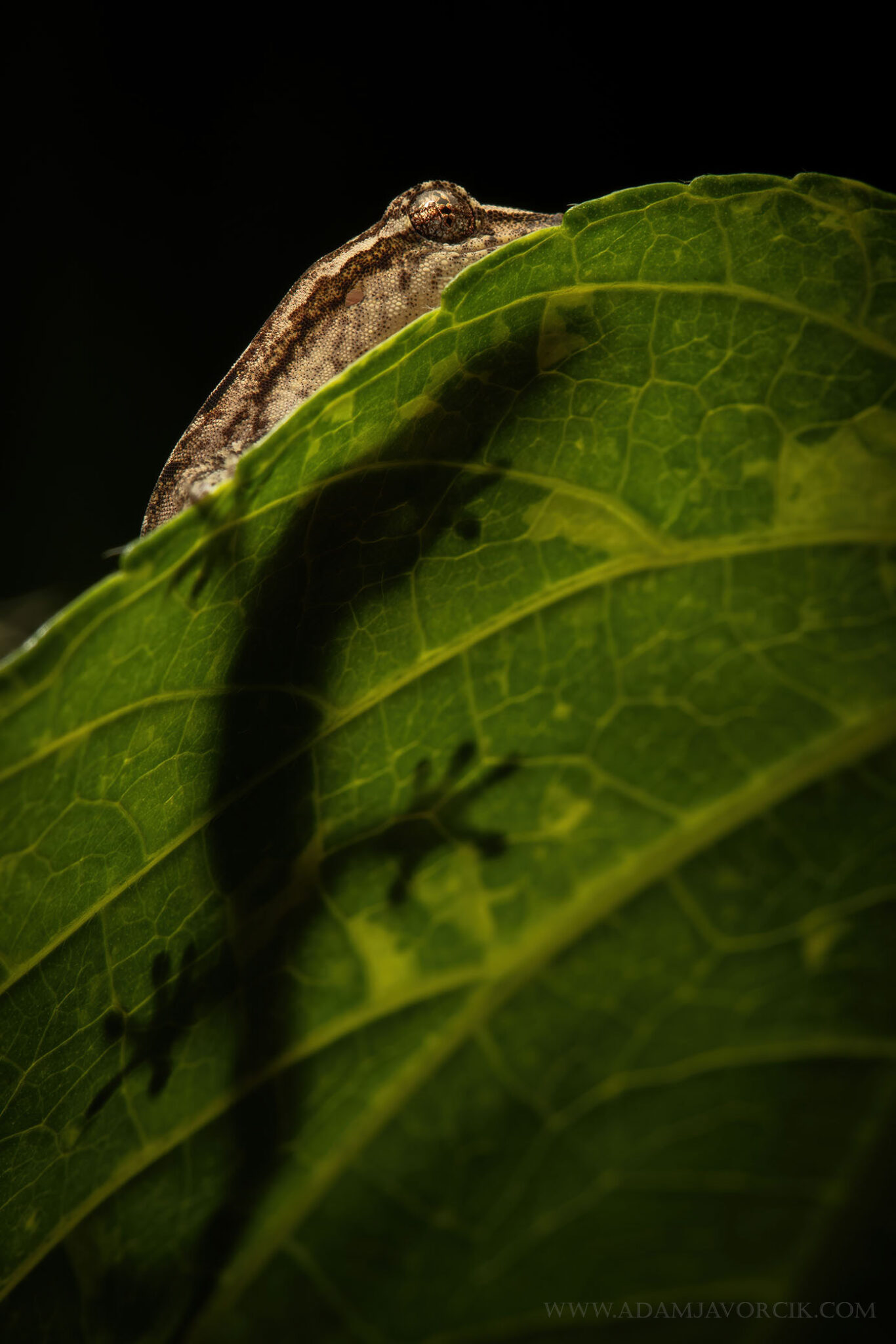 Lepidodactylus lugubris (Kuku-yalanji, Australia)