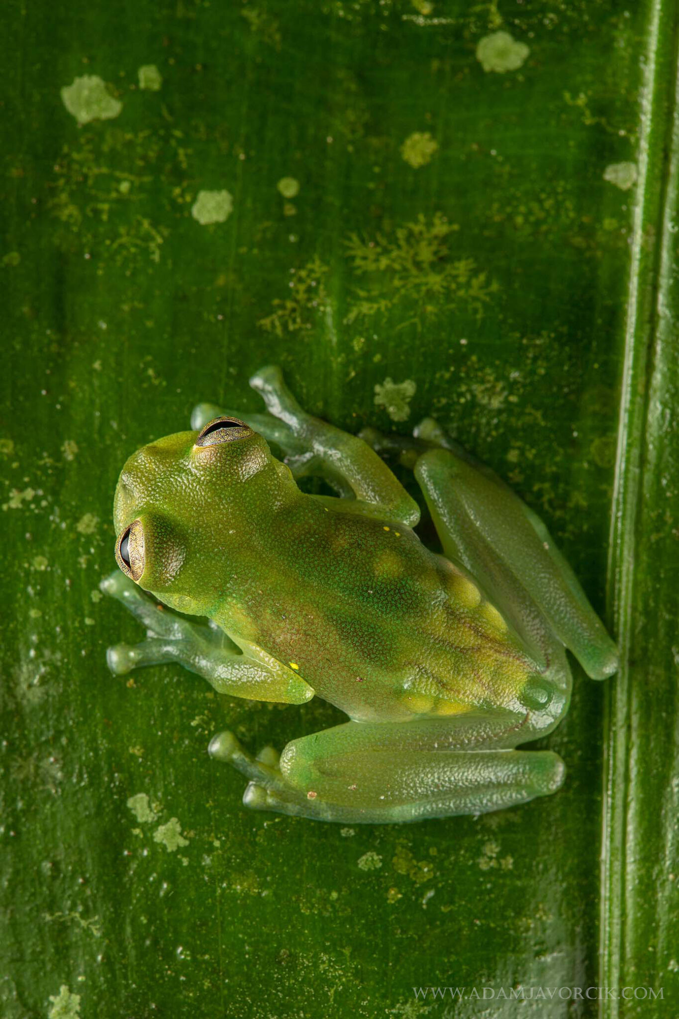 Teratohyla midas (Rio Napo, Amazonia, Ecuador)