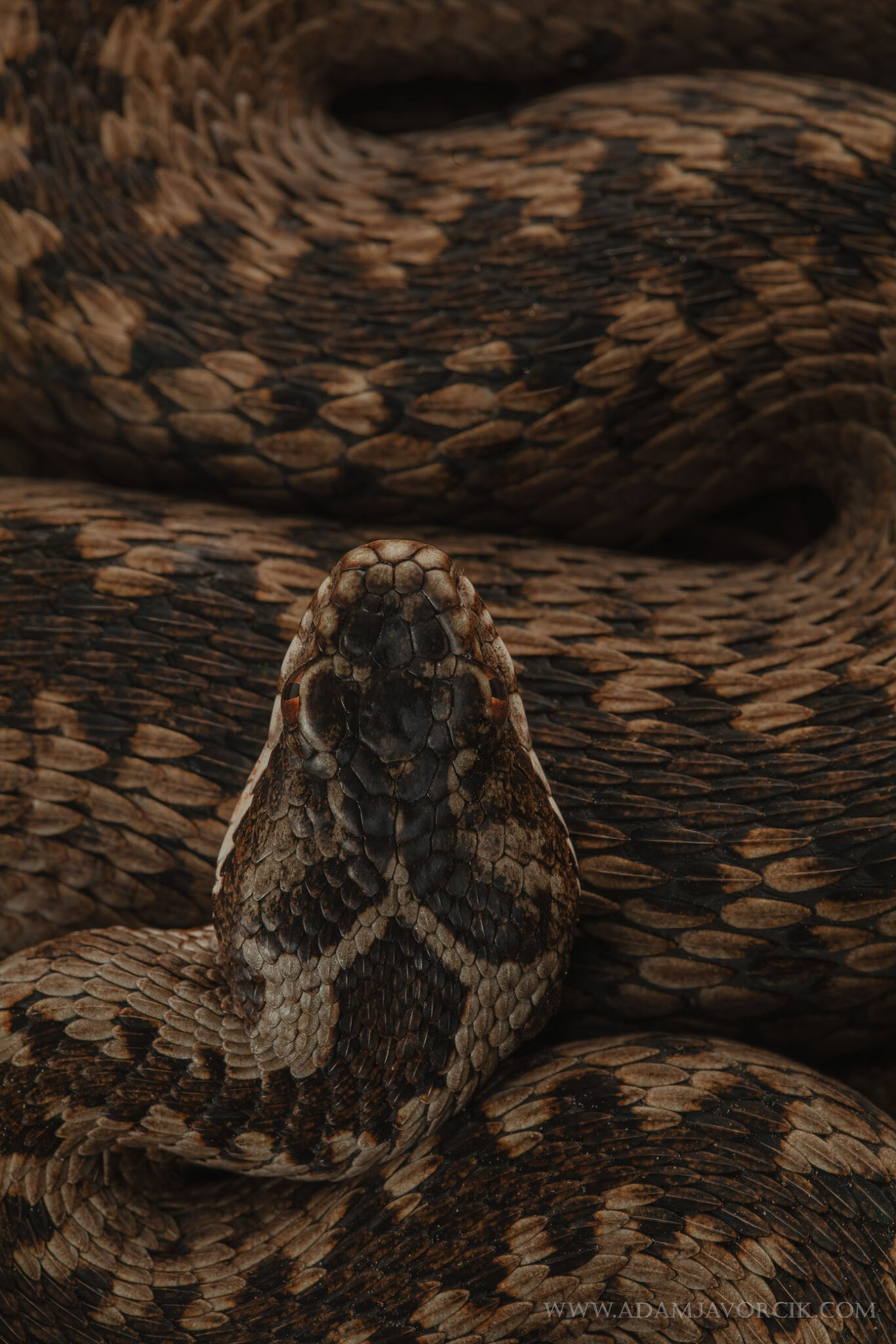 Vipera berus (Kremnické vrchy, Slovakia)